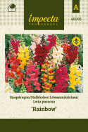 Löwenmäulchen 'Rainbow'