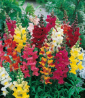 Löwenmäulchen 'Rainbow'