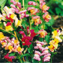 Löwenmäulchen 'Brighton Rock'