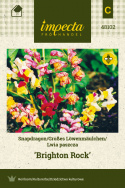 Löwenmäulchen 'Brighton Rock'