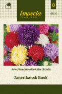 Sommeraster 'Amerikansk Busk'