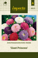 Sommeraster 'Giant Princess'