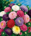 Sommeraster 'Giant Princess'