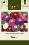 Sommeraster 'Pompon'