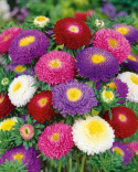 Sommeraster 'Pompon'