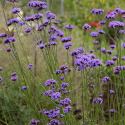 Patagonisches Eisenkraut 'Vanity‘ 