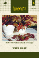 Rote Bete 'Bull's Blood'