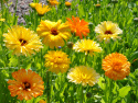 Ringelblume 'Pacific Beauty'