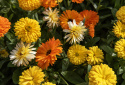 Ringelblume 'Fiesta Gitana'