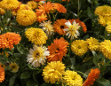 Ringelblume 'Fiesta Gitana'