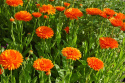 Ringelblume 'Orange King'