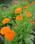Ringelblume 'Orange King'