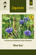 Kornblume 'Blue Boy'