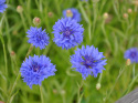 Kornblume 'Blue Boy'