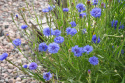 Kornblume 'Blue Boy'