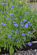 Kornblume 'Blue Boy'
