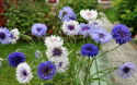 Kornblume 'Classic Fantastic'