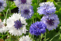 Kornblume 'Classic Fantastic'