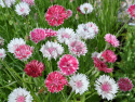 Kornblume 'Classic Romantic'