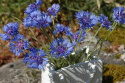 Kornblume