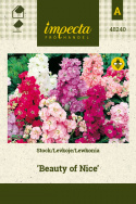 Garten-Levkoje ’Beauty Of Nice'