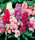 Garten-Levkoje ’Beauty Of Nice'