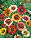 Wucherblume 'Confetti'