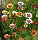 Wucherblume 'Confetti'