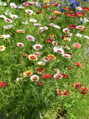 Wucherblume 'Confetti'