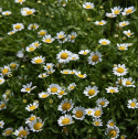 Zwerg-Margerite