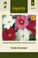 Schmuckkörbchen 'Early Summer'