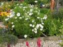 Schmuckkörbchen 'Vega White'