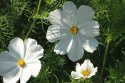 Schmuckkörbchen 'Vega White'