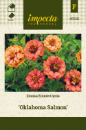Zinnie 'Oklahoma Salmon'