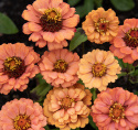 Zinnie 'Oklahoma Salmon'