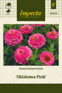 Zinnie 'Oklahoma Pink'