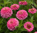 Zinnie 'Oklahoma Pink'