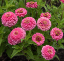 Zinnie 'Oklahoma Pink'