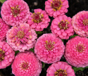 Zinnie 'Oklahoma Pink'