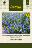 Natternkopf 'Blue Bedder'