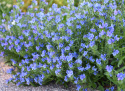 Natternkopf 'Blue Bedder'