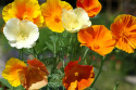 Kalifornischer Mohn