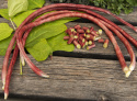 Spargelbohne 'Metro Purple Pod'