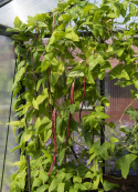 Spargelbohne 'Metro Purple Pod'