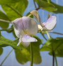 Spargelbohne 'Metro Purple Pod'