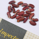 Spargelbohne 'Metro Purple Pod'