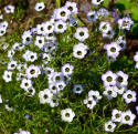Gilie -Vogeläuglein