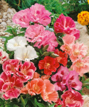 Sommerazalee - Atlasblume 'Whitney'