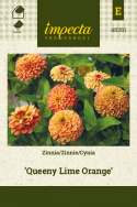 Zinnie 'Queeny Lime Orange'