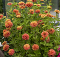 Zinnie 'Queeny Lime Orange'